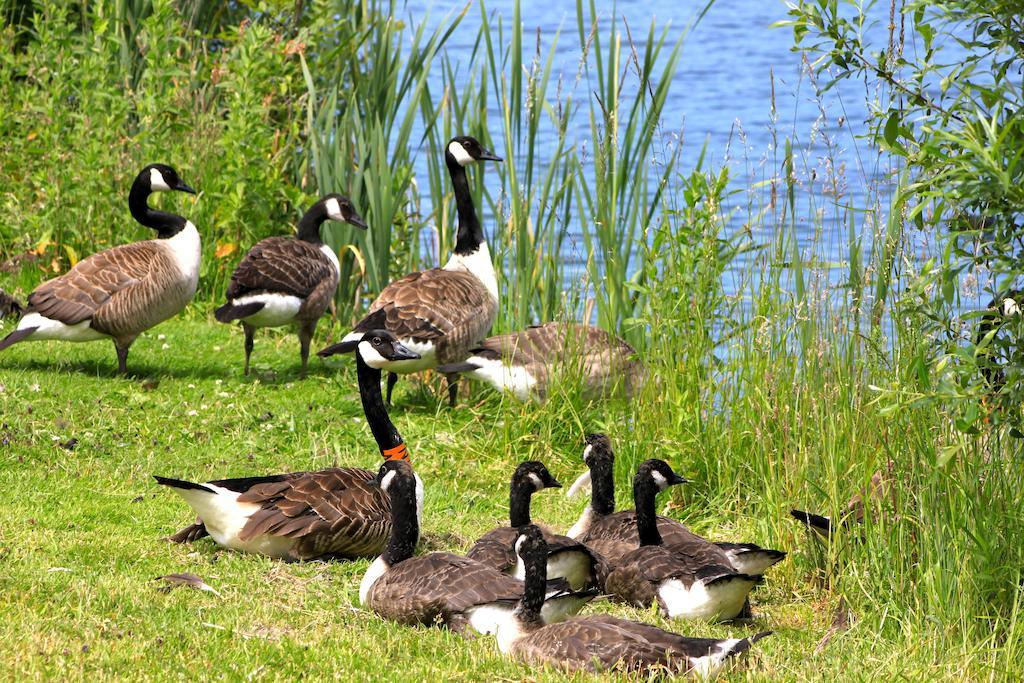 Lake Pochard Holiday Lodges South Cerney Kamer foto